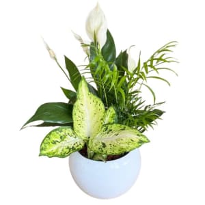 Peace Lily Planter Flower Bouquet