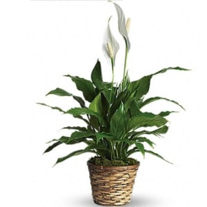 Peace Lily Basket Flower Bouquet