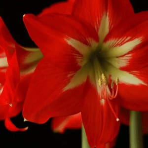 Amaryllis Plants Flower Bouquet