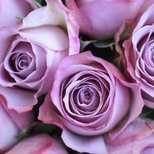 Boxed Half-Dozen Lavender Roses Flower Bouquet