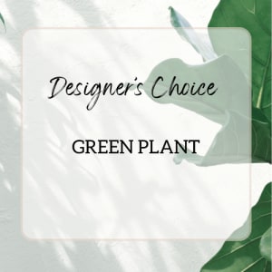 Green Plant - Designer's Choice Flower Bouquet