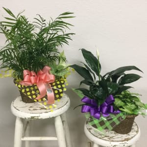 4" Plant Combo Flower Bouquet