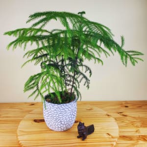 Houseplant