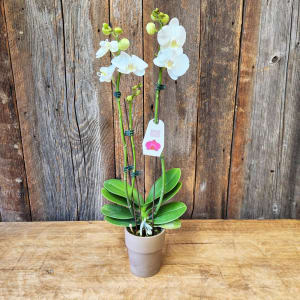 Phalaenopsis Orchid 2 Stem JPO Flower Bouquet