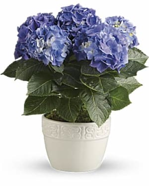 Happy Hydrangea - Potted Plant Flower Bouquet