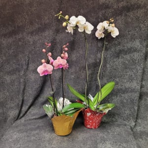 PLBORCHI - ORCHID PLANT Flower Bouquet