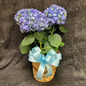 BLOOM PLANT HYDRANGIA