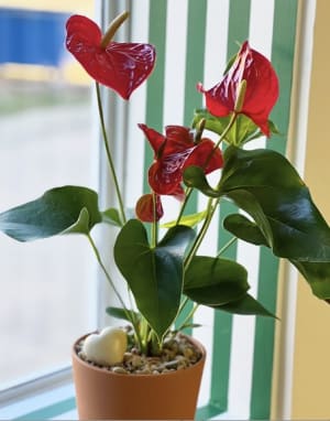 Anthurium   Flower Bouquet