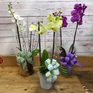 Exotic Potted Phalaenopsis Orchid Flower Bouquet