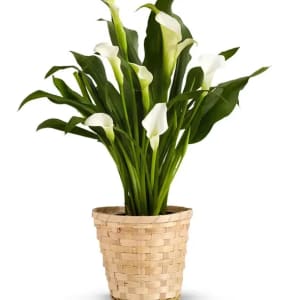 Calla Lily Plant Flower Bouquet