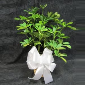 6" Schefflera Plant Flower Bouquet