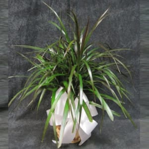 6" DRACAENA MARGINATA Flower Bouquet