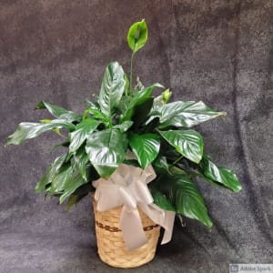 8" Peace lily (Spathiphyllum) Plant Flower Bouquet