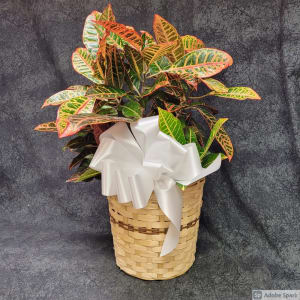 8" Croton Plant Flower Bouquet