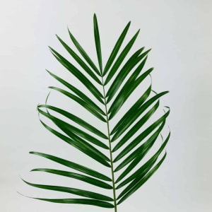 PREORDER ONLY - AVAILABLE 4/10 Palm Sunday Palms Flower Bouquet