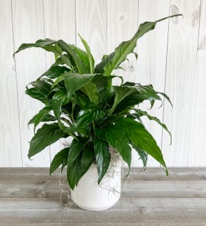 Sympathy Peace lily Flower Bouquet