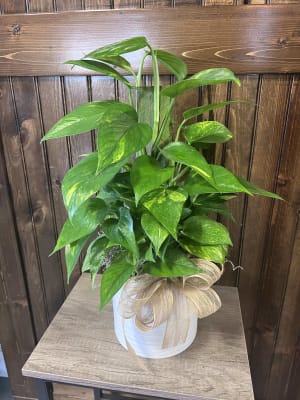 Pothos Pole Plant Flower Bouquet