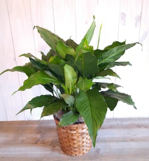 Sympathy Peace lily Flower Bouquet