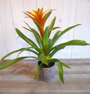 Bromeliad Flower Bouquet