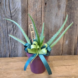 ALOE VERA Plant 4" Flower Bouquet