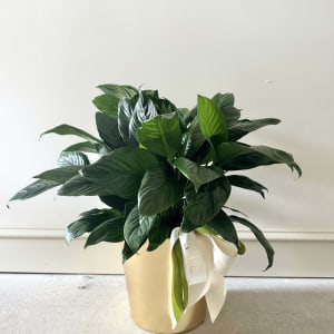 Luxe Peace Lily Flower Bouquet