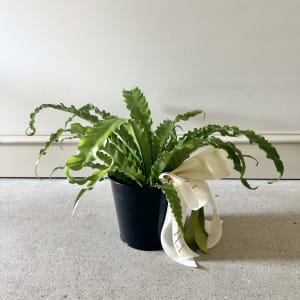 Luxe Fern Flower Bouquet