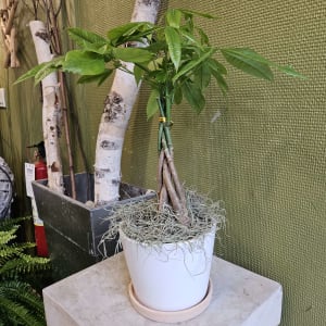 Money tree in a pot Flower Bouquet