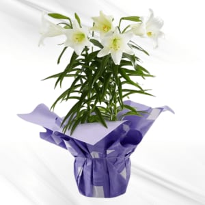 Easter Lily Flower Bouquet