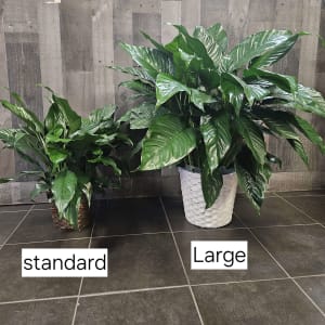 Spathiphyllum