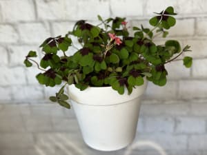 Shamrock Plant-Iron Cross- Good Luck Plant Flower Bouquet