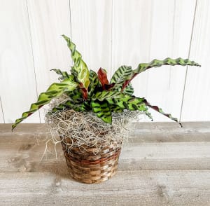 Rattlesnake Calathea Flower Bouquet