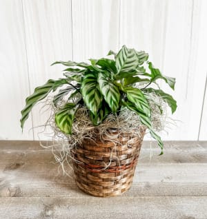 Peacock Calathea Flower Bouquet