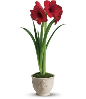 MERRY AMARYLLIS