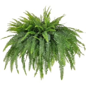 Boston Fern Hanging Basket Flower Bouquet