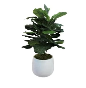 Ficus Lyrata Flower Bouquet