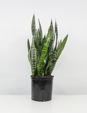 Snake Plant -Sansevieri Zeylanica Flower Bouquet