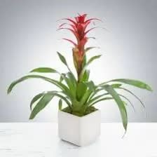 6' Bromeliad Flower Bouquet