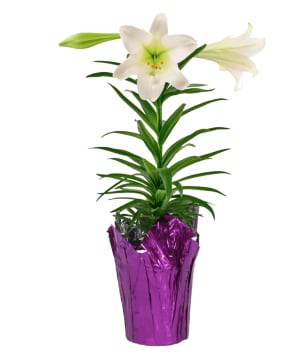 Easter Lily Plant Flower Bouquet