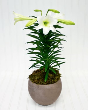 Easter Lily Plant Flower Bouquet