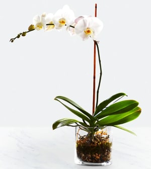 Sympathy Orchids- FN00132 Flower Bouquet