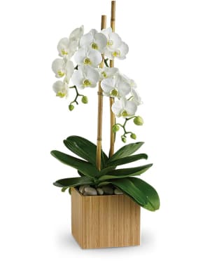 Sympathy Orchids Deluxe - FN00133 Flower Bouquet