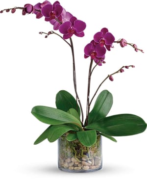 Sympathy Orchids Deluxe Purple - FN00134 Flower Bouquet