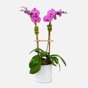 DOUBLE  PHALAENOPSIS Flower Bouquet