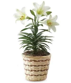 Easter Lily 6 in in Basket Flower Bouquet