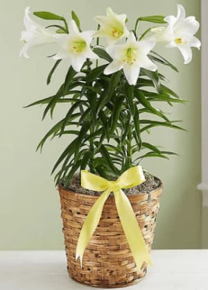 Easter Lily Flower Bouquet