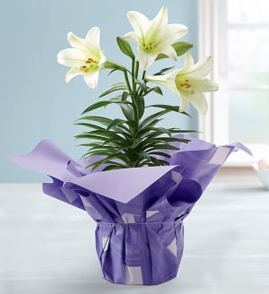 6 Inch Easter Lily Flower Bouquet