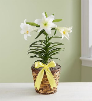 6 Inch Easter Lily