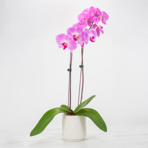 Orchid Plant Flower Bouquet