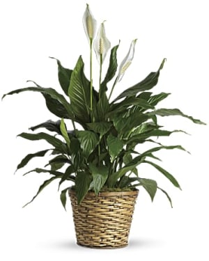 Sympathy Peace lily Flower Bouquet