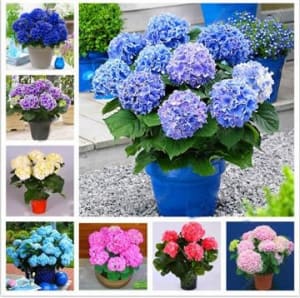 Happy Hydrangea - 6" Flower Bouquet